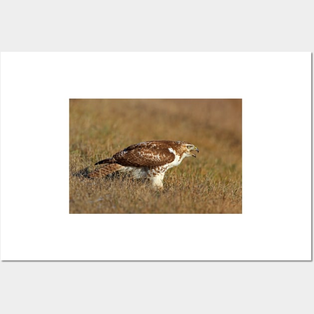 Red-tailed Hawk - juvenile Wall Art by Jim Cumming